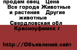  продам овец › Цена ­ 100 - Все города Животные и растения » Другие животные   . Свердловская обл.,Красноуфимск г.